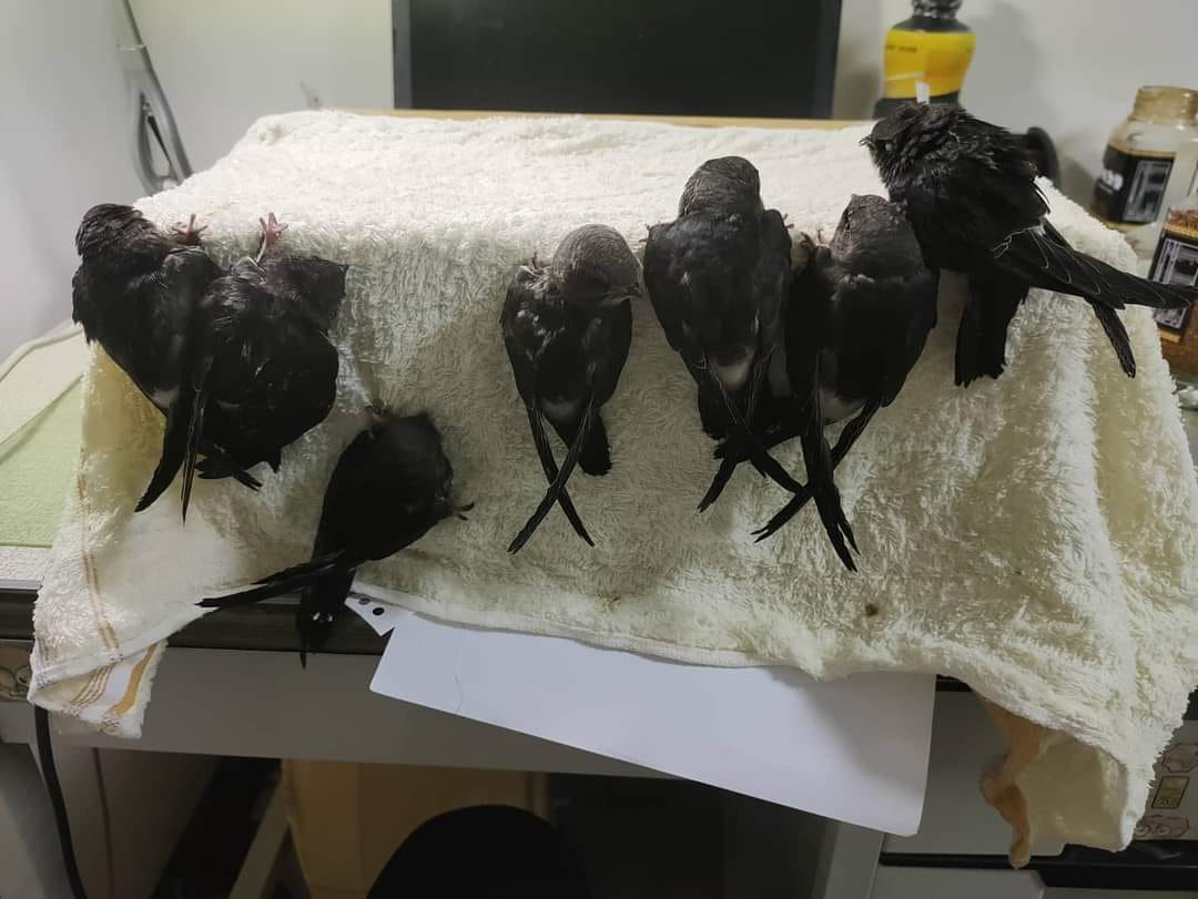 臺東的小雨燕，大家在氣甚麼? | 綠屋頂學校