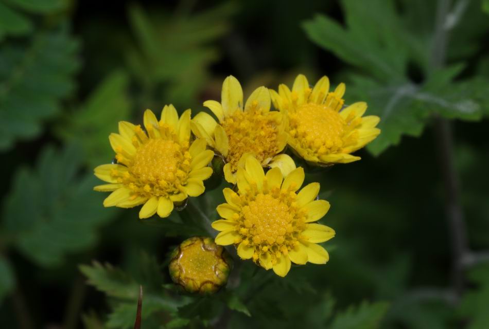 新竹油菊 花