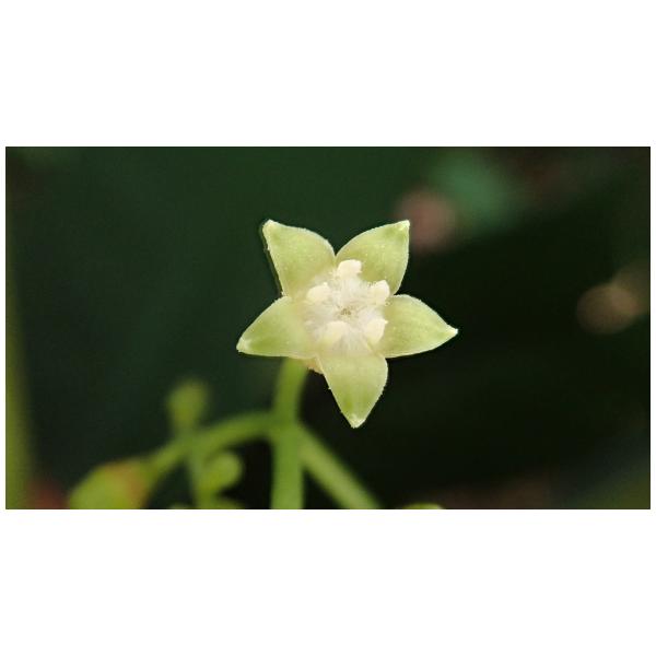  九節木 Psychotria rubra (Lour.) Poir.，花，記錄者 陳慧珠，屏東縣牡丹鄉，tbn