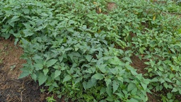 光果龍葵 Solanum americanum Mill.